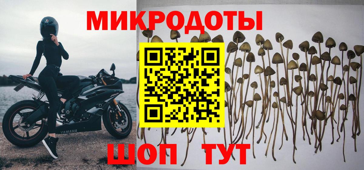 Галлюциногенные грибы Psilocybe Урюпинск
